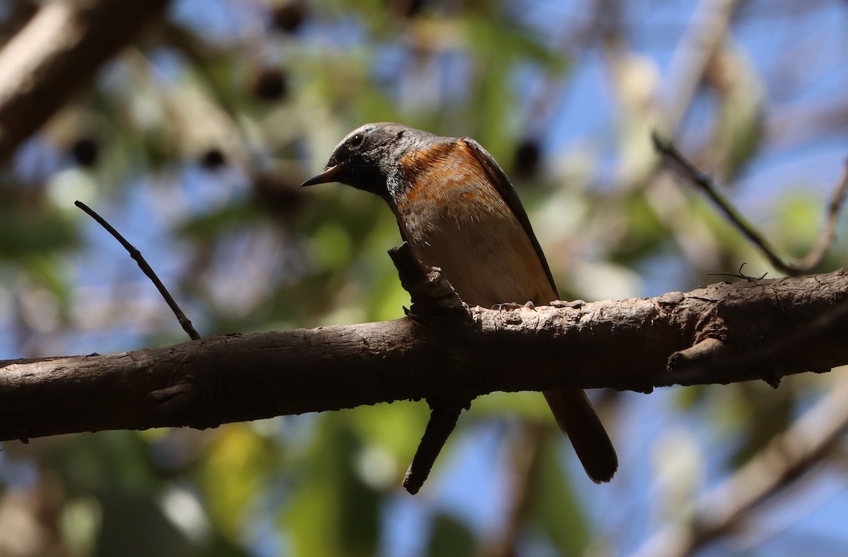 Kızılkuyruk - ML646523898