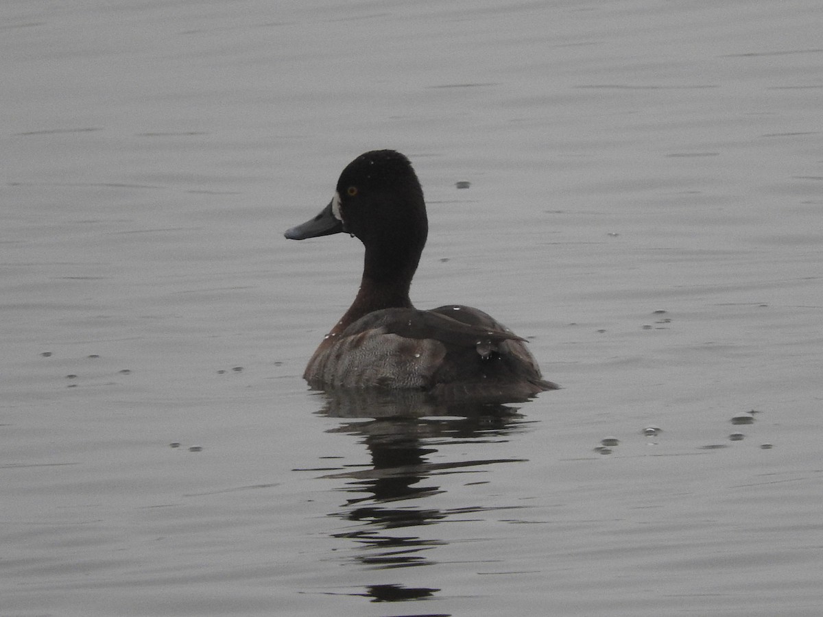 Morbaş Patka - ML646523899