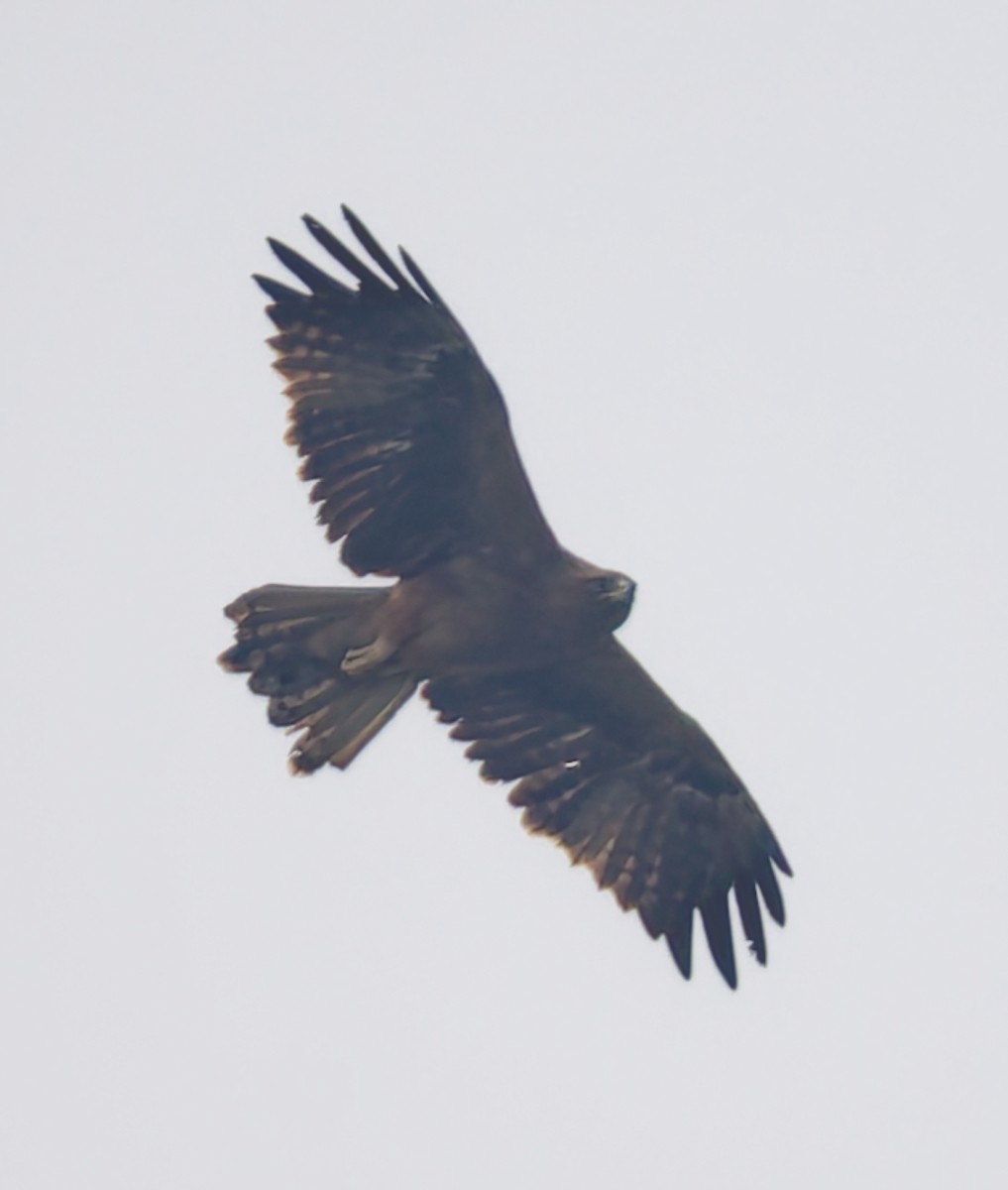 Booted Eagle - ML646523900