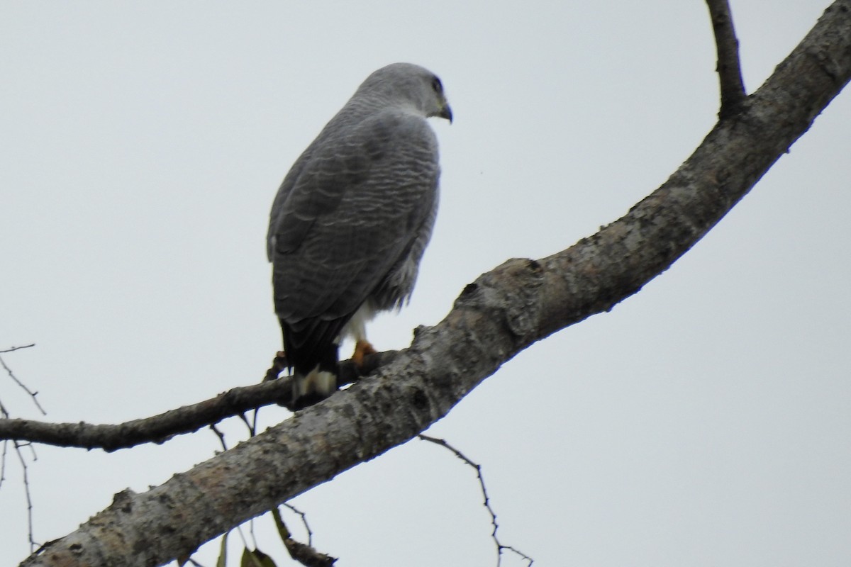 Gray-lined Hawk - ML646523901