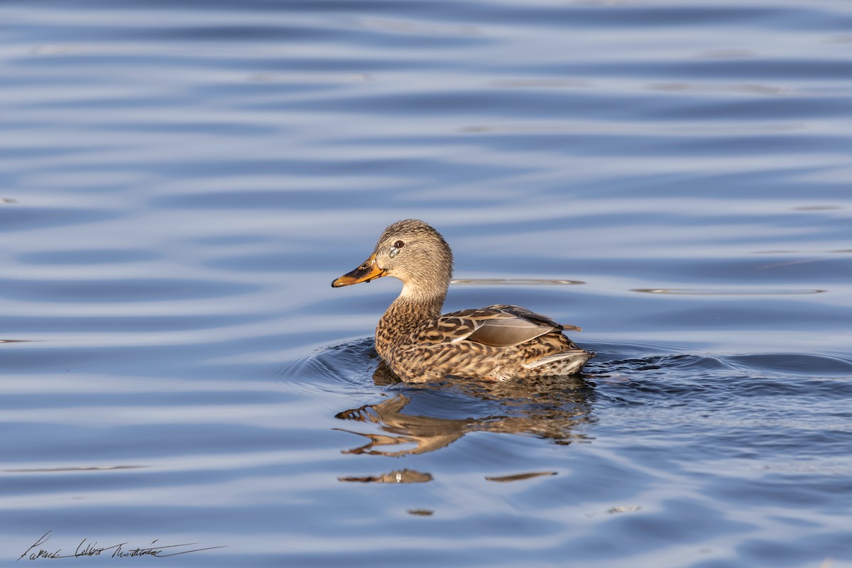 Yeşilbaş - ML646523903