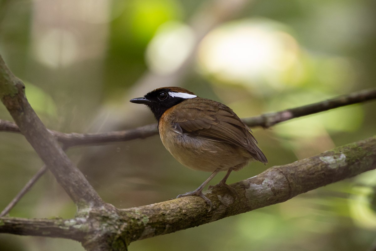 Black-breasted Gnateater - ML646523905