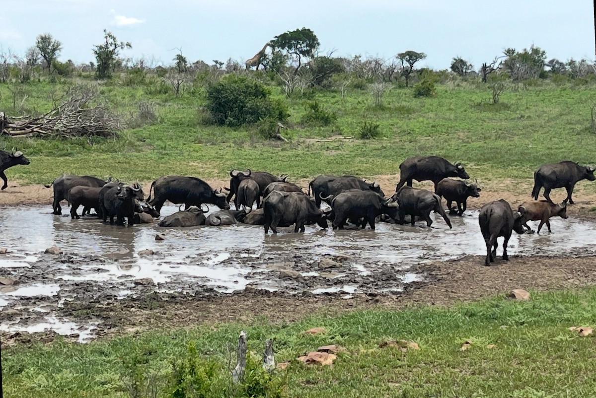 African Buffaloes - ML646523906