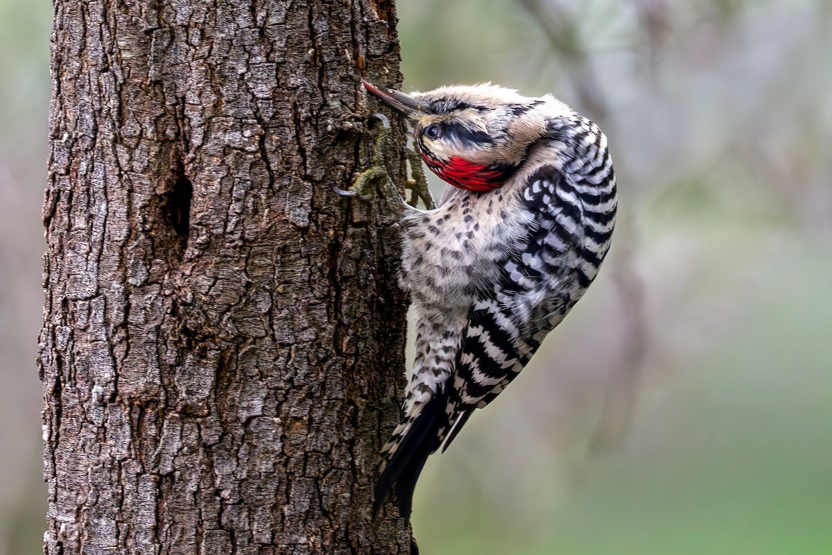 シマアカゲラ - ML646523907