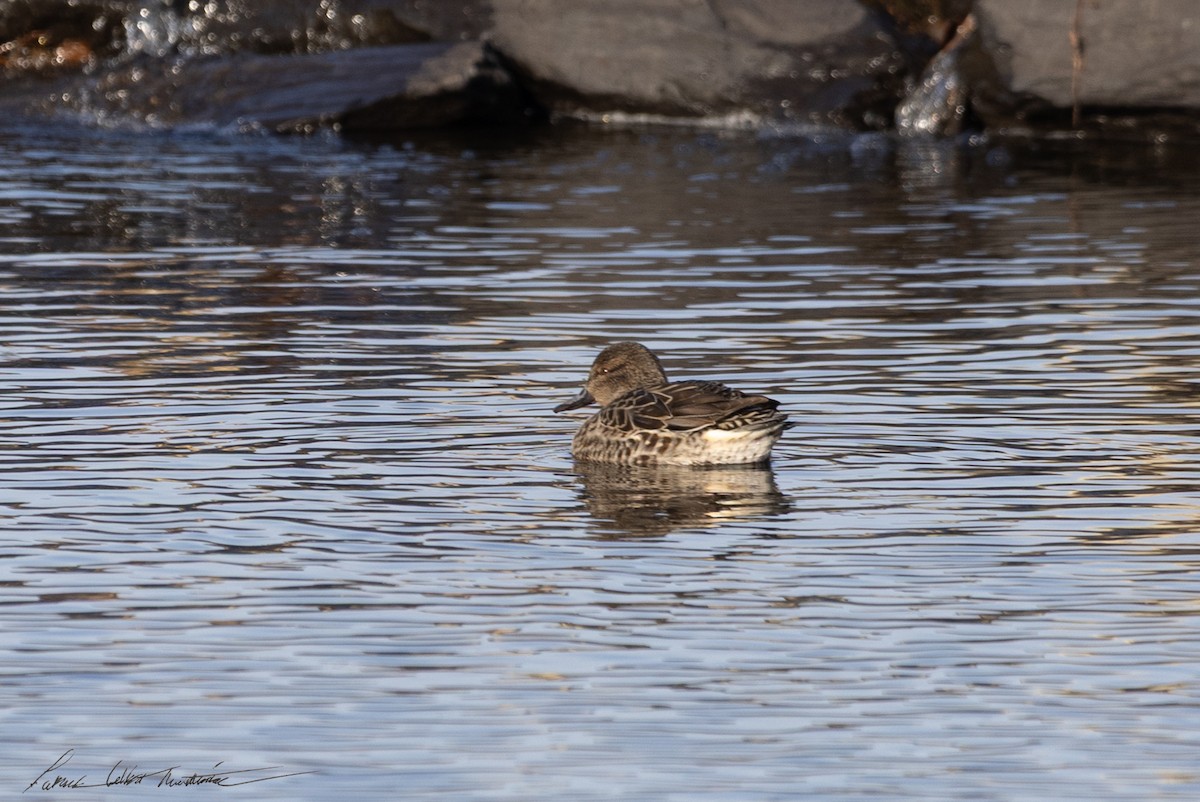 Green-winged Teal (American) - ML646523908
