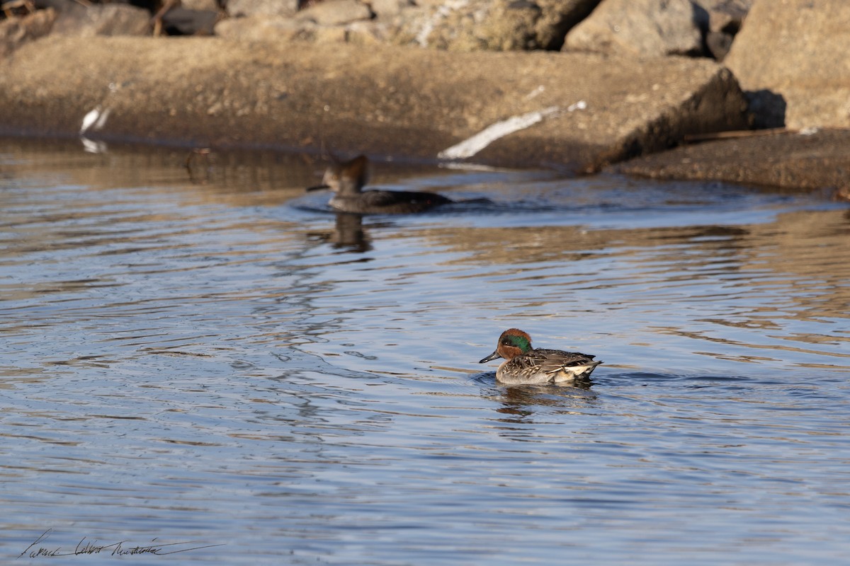 Green-winged Teal (American) - ML646523909