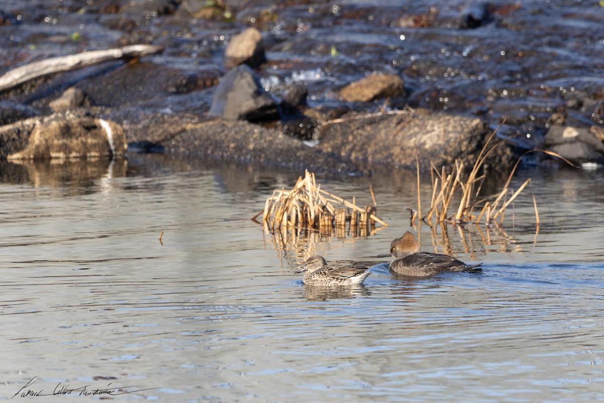 Green-winged Teal (American) - ML646523910