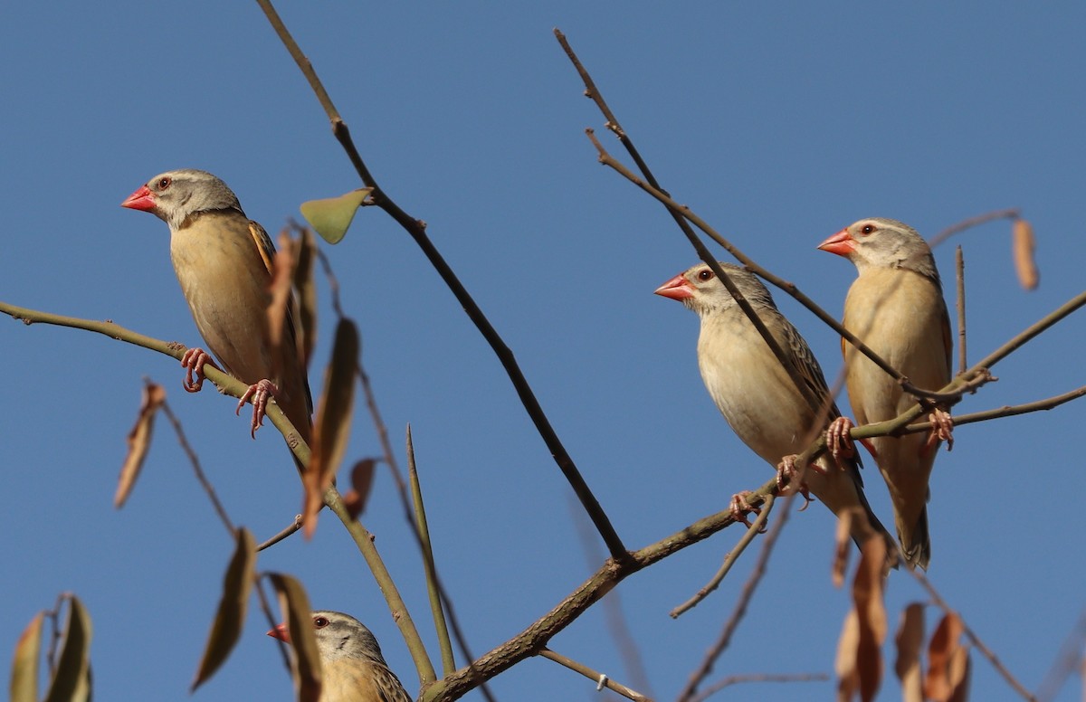 Red-billed Quelea - ML646523912