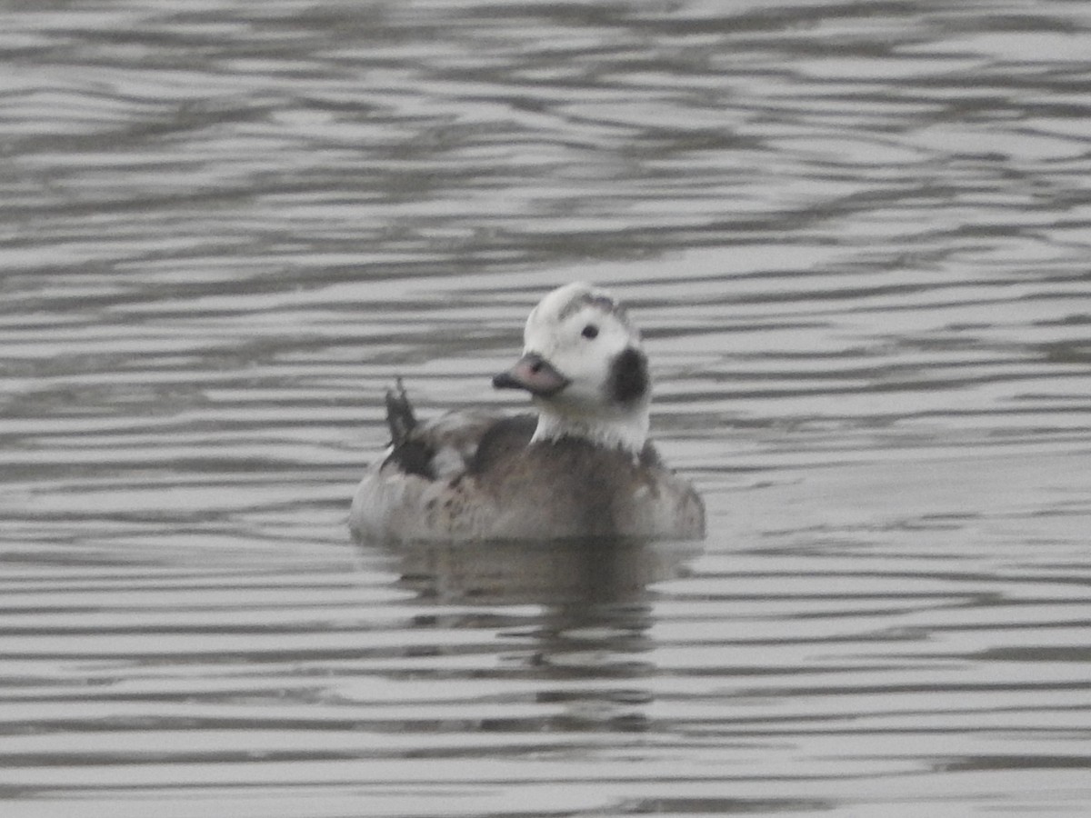 Long-tailed Duck - ML646523916