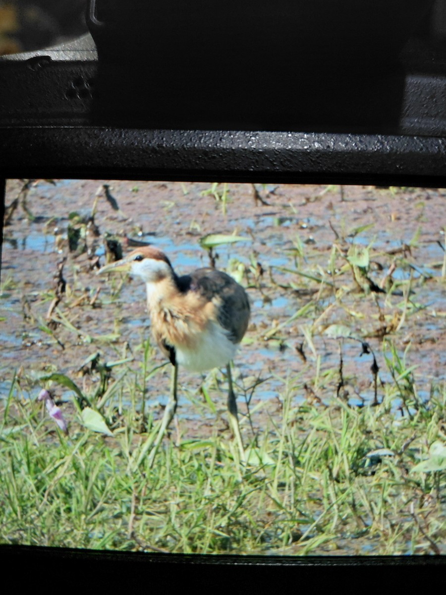 fasanbladhøne - ML646523917