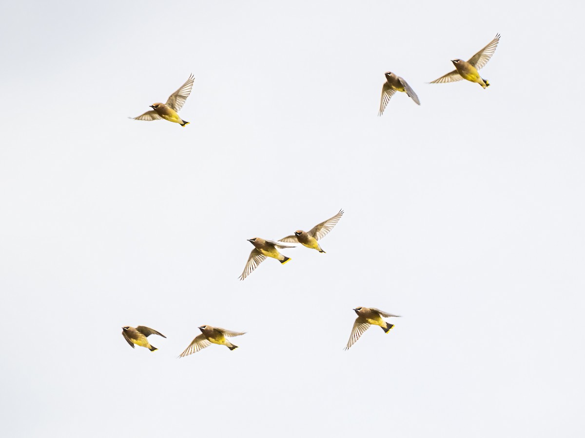 Cedar Waxwing - ML646523918