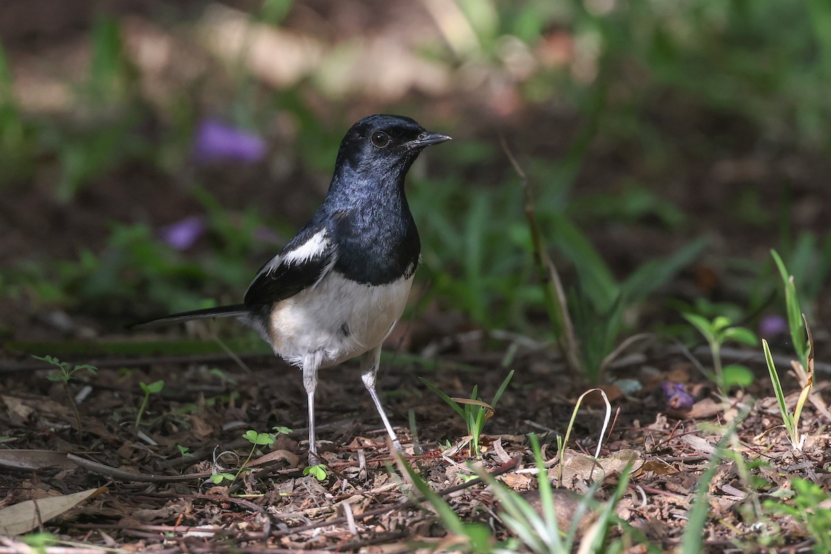 Мадагаскарский шама - ML646523920