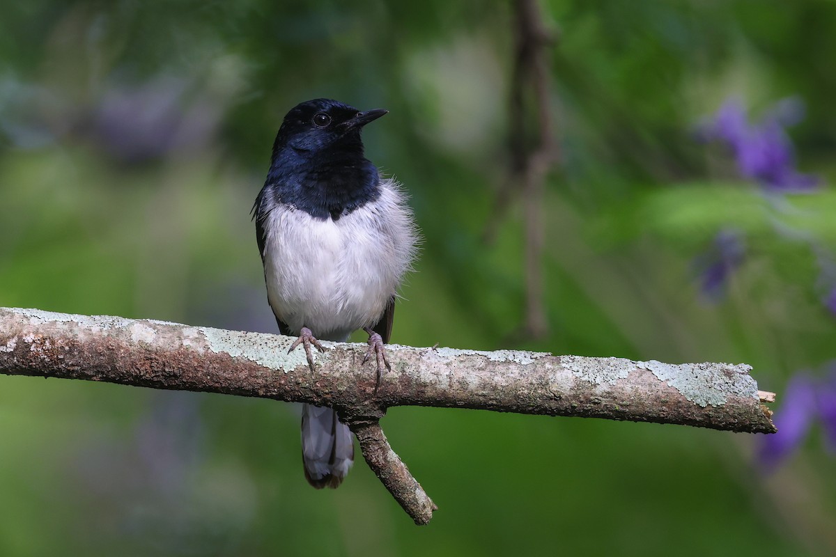 Мадагаскарский шама - ML646523921