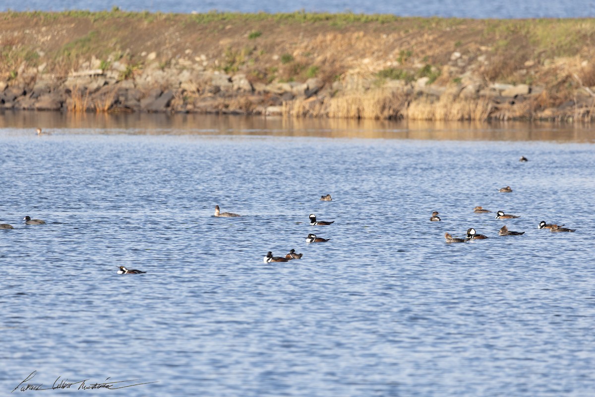 Hooded Merganser - ML646523923