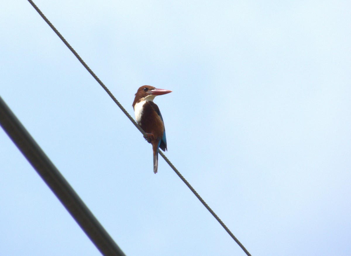 White-throated Kingfisher - ML646523924
