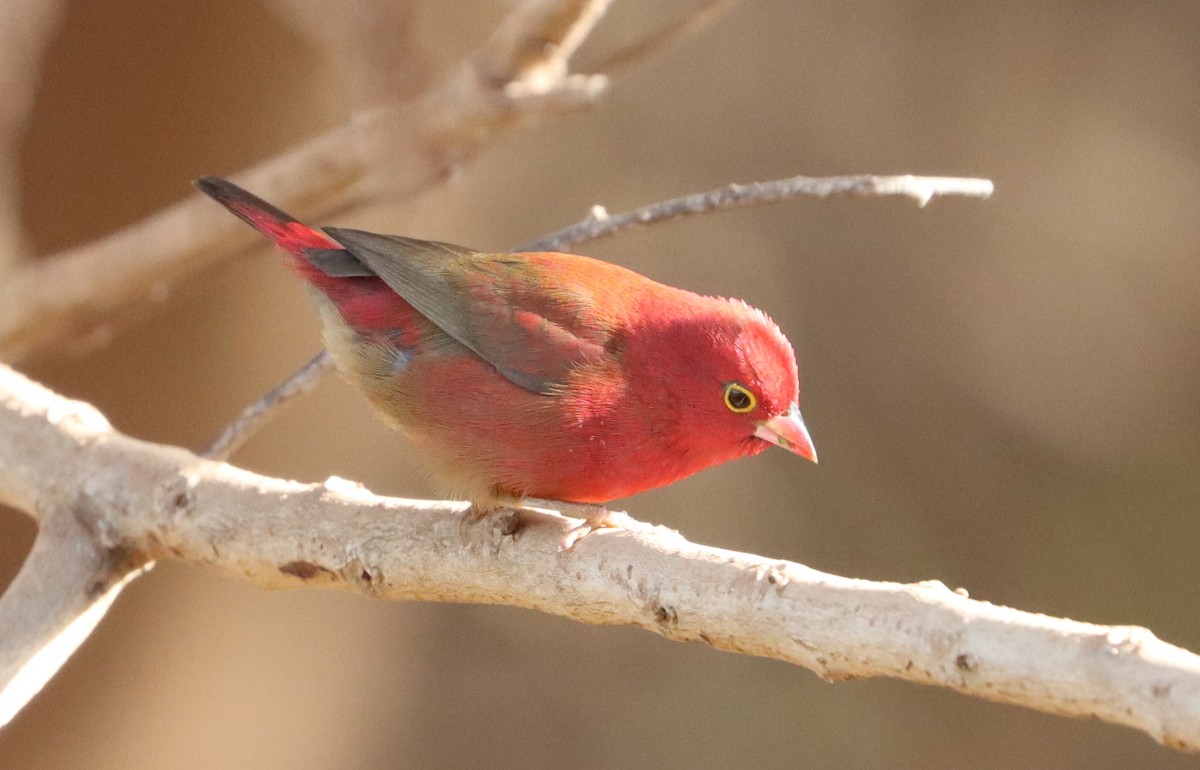Red-billed Firefinch - ML646523926
