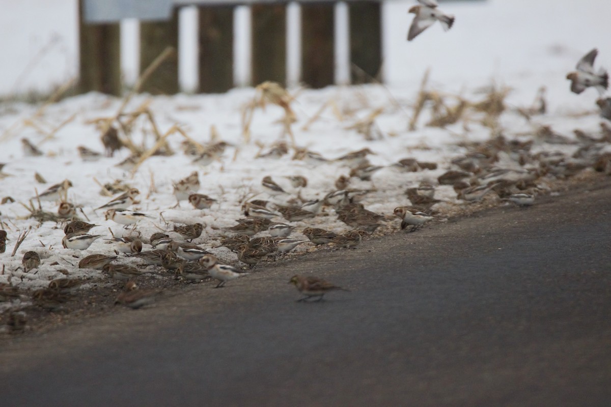 Snow Bunting - ML646523927
