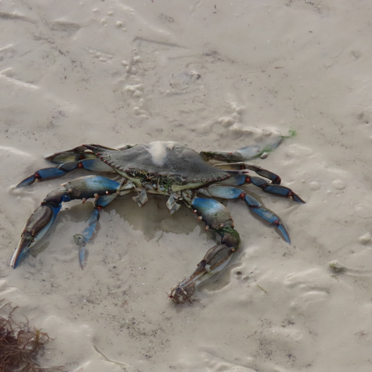 Blue Crabs - ML646523930