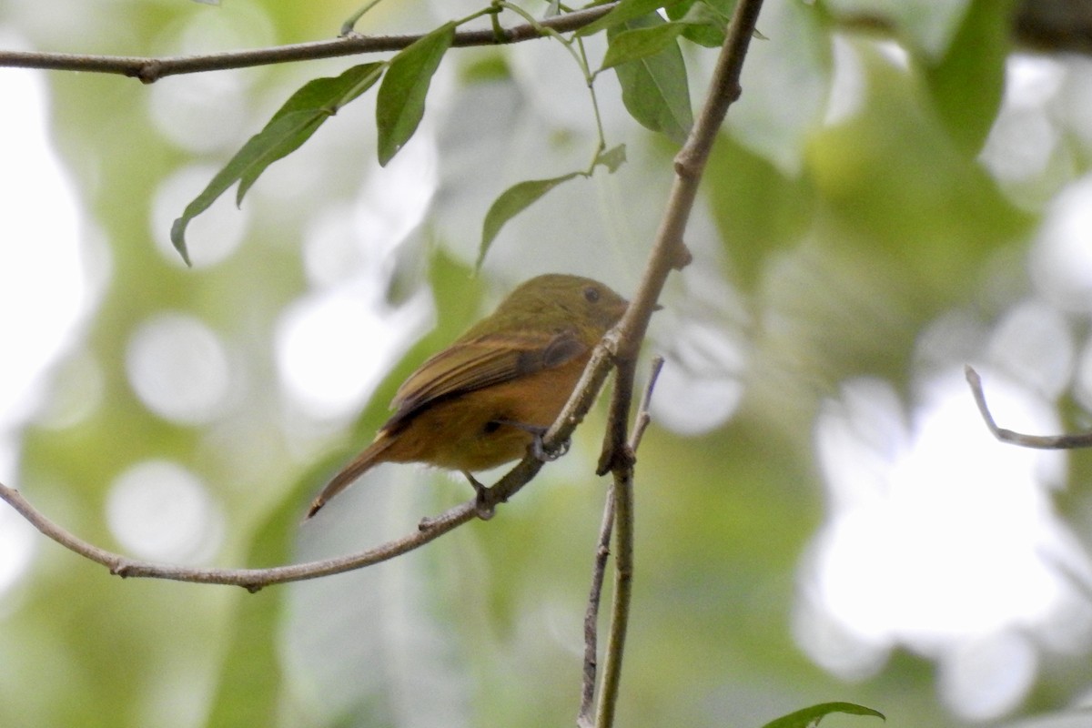 Ochre-bellied Flycatcher - ML646523931