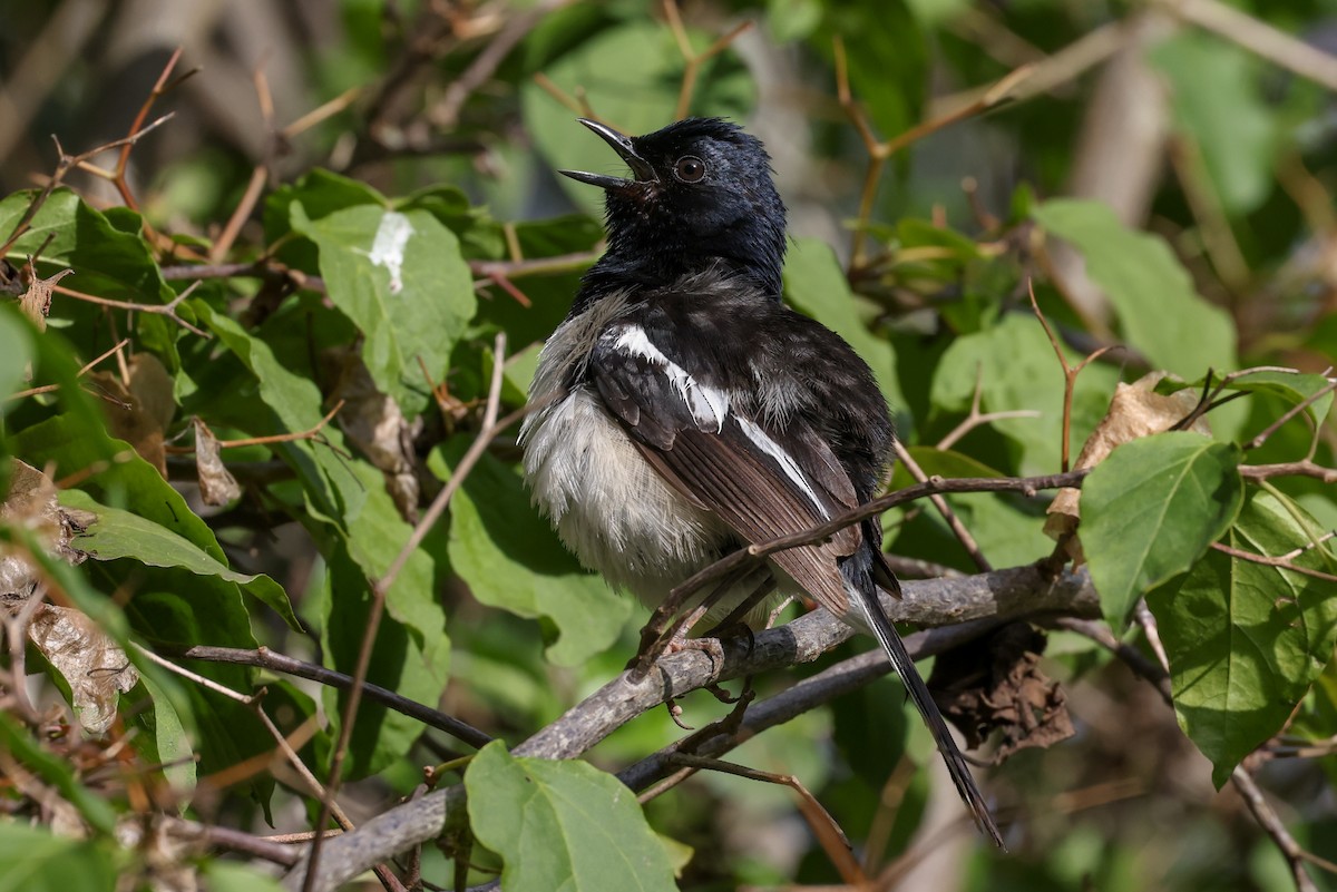 Мадагаскарский шама - ML646523932