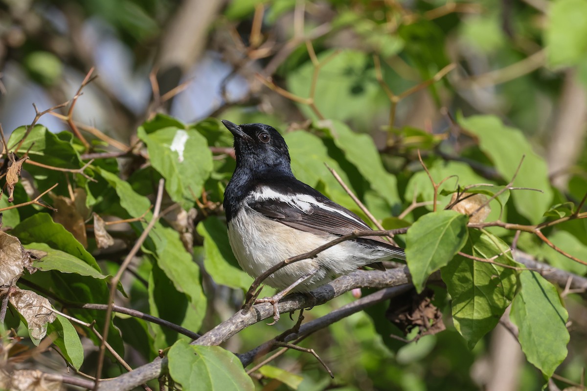 Мадагаскарский шама - ML646523933