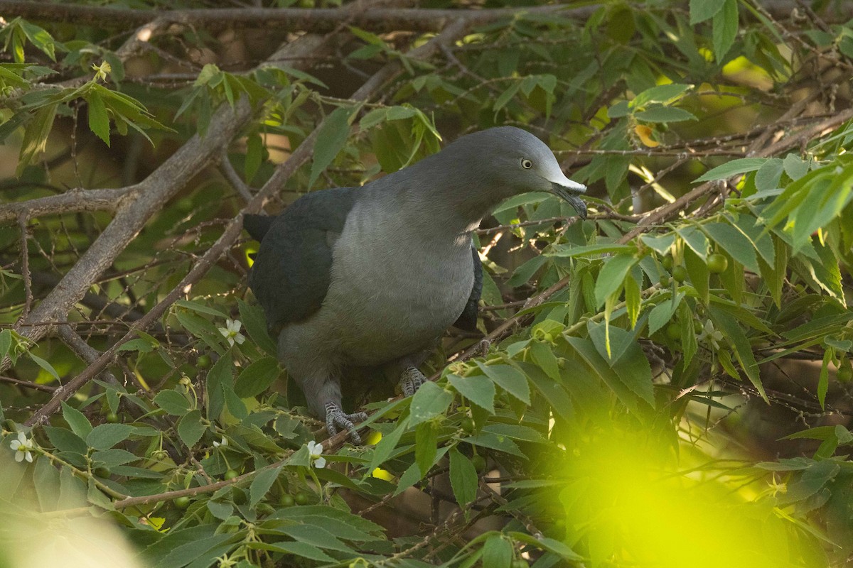 Dúcula de las Marquesas - ML646523937
