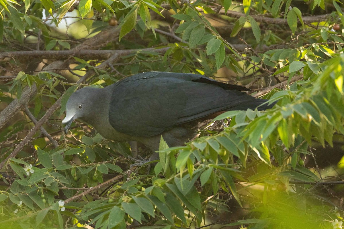 Dúcula de las Marquesas - ML646523938