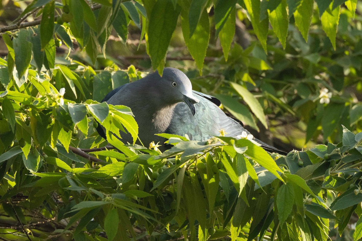 Dúcula de las Marquesas - ML646523939
