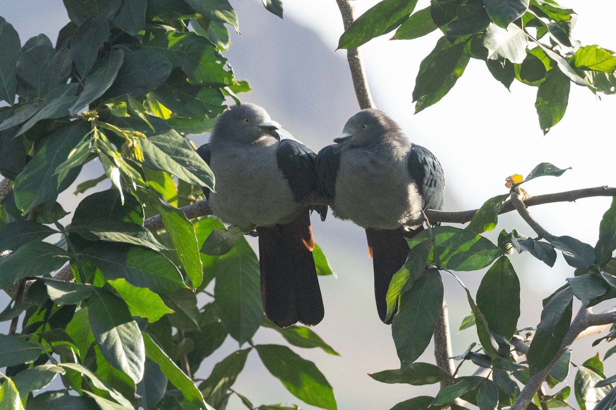 Dúcula de las Marquesas - ML646523940