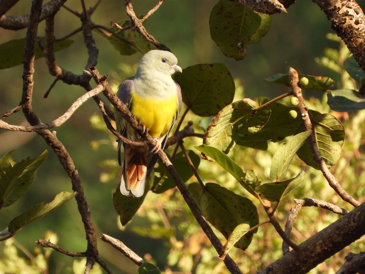 Bruce's Green-Pigeon - ML646523942