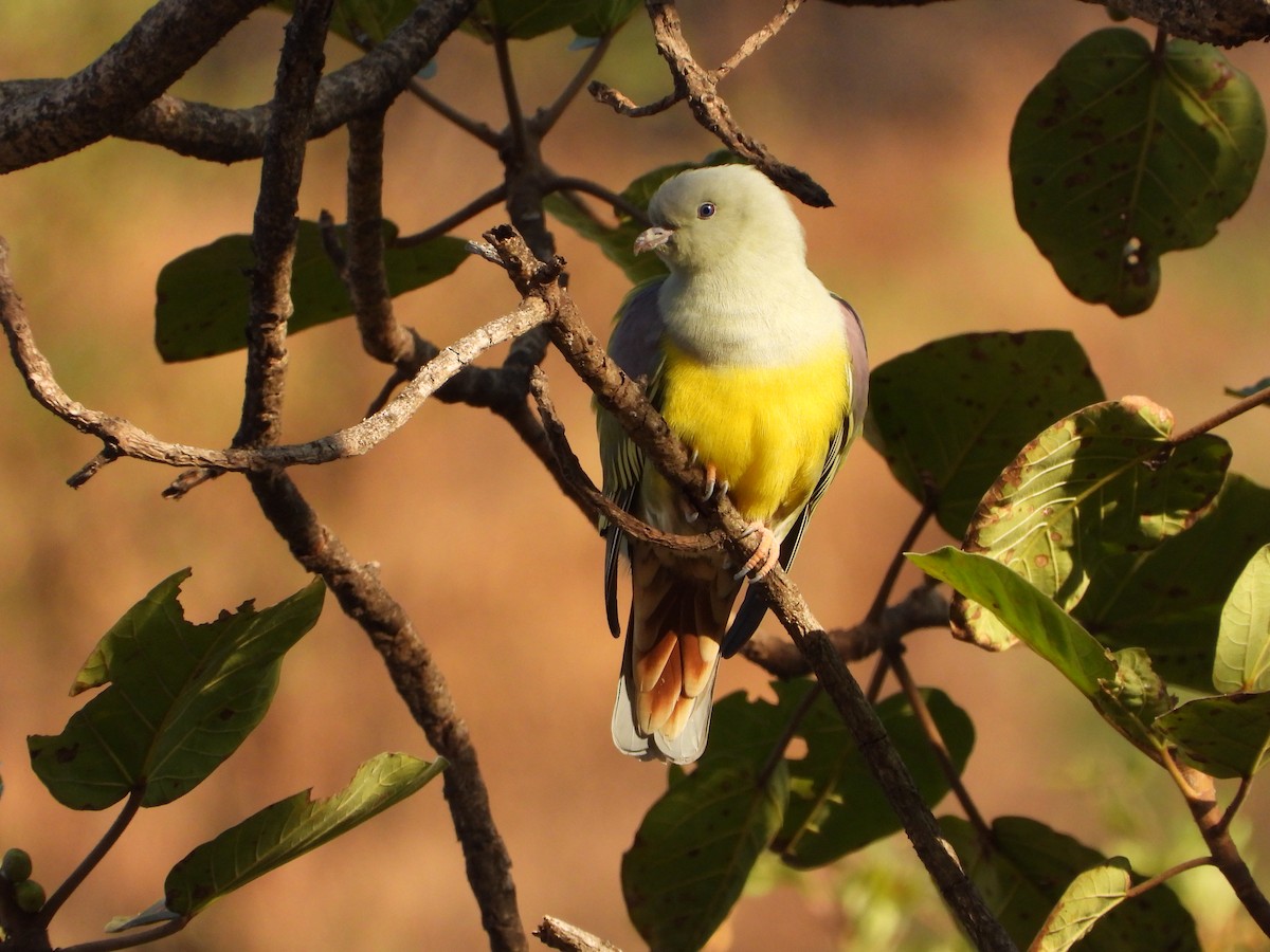 Bruce's Green-Pigeon - ML646523943