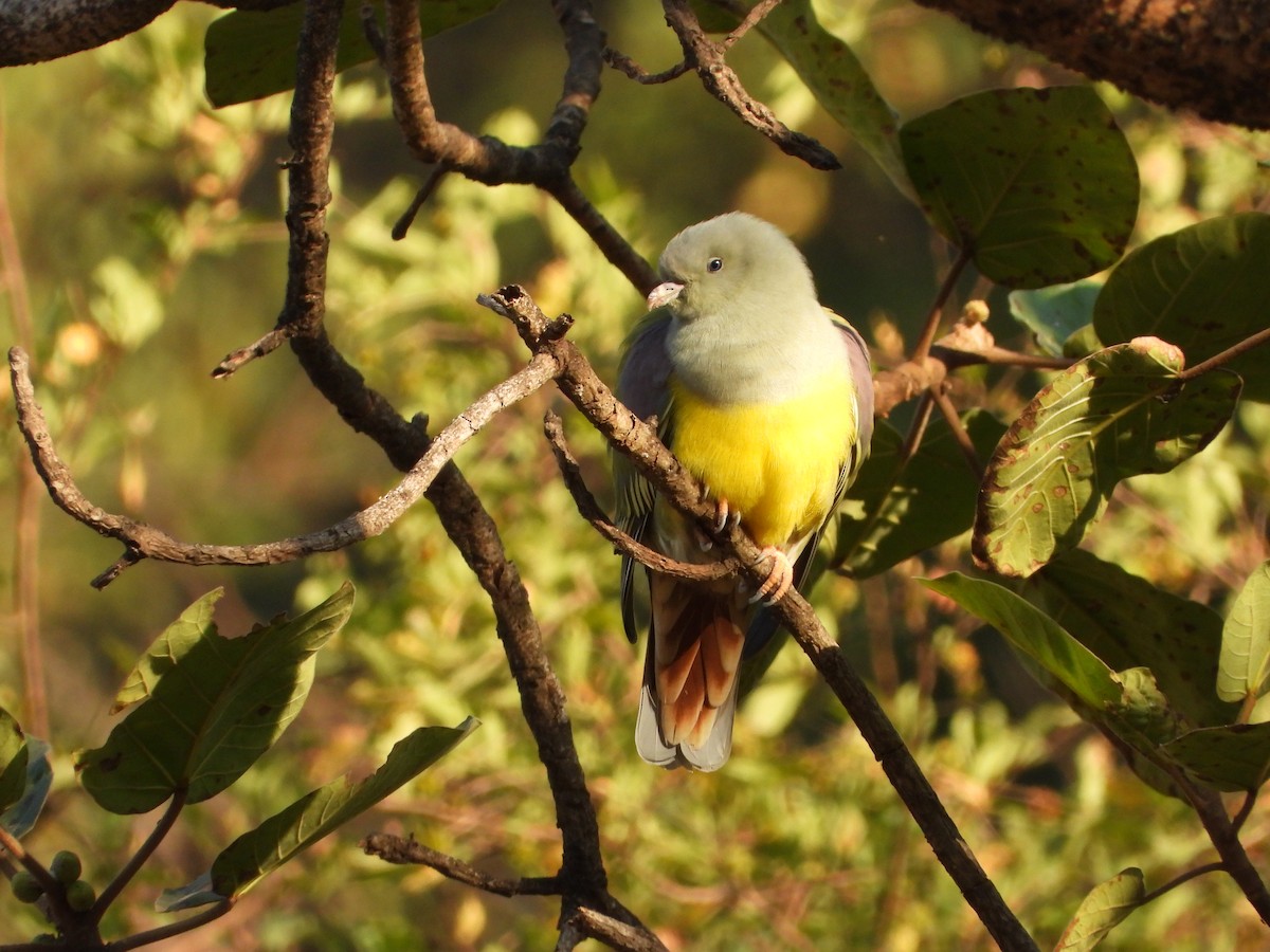 Bruce's Green-Pigeon - ML646523945