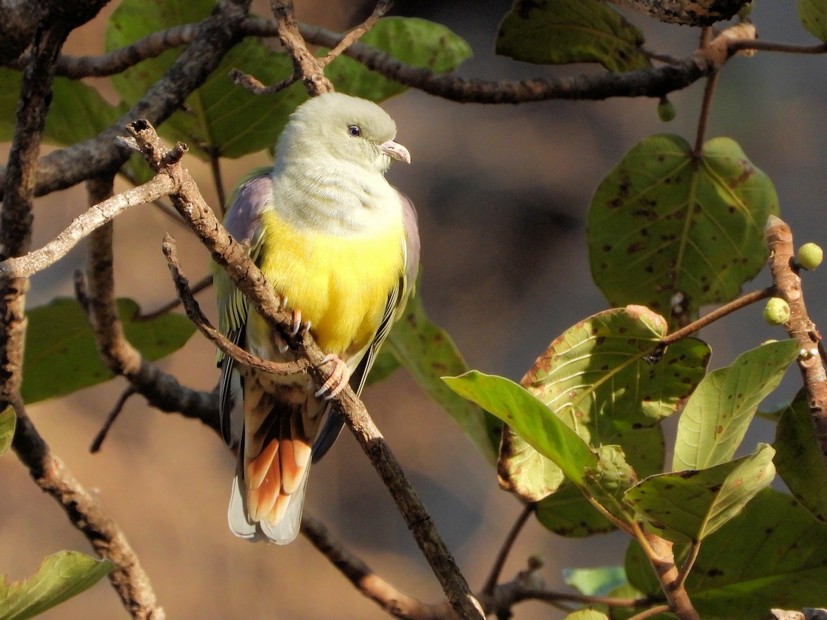 Bruce's Green-Pigeon - ML646523946