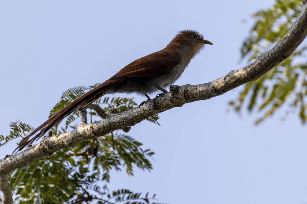 Mexican Squirrel-Cuckoo - ML646523954