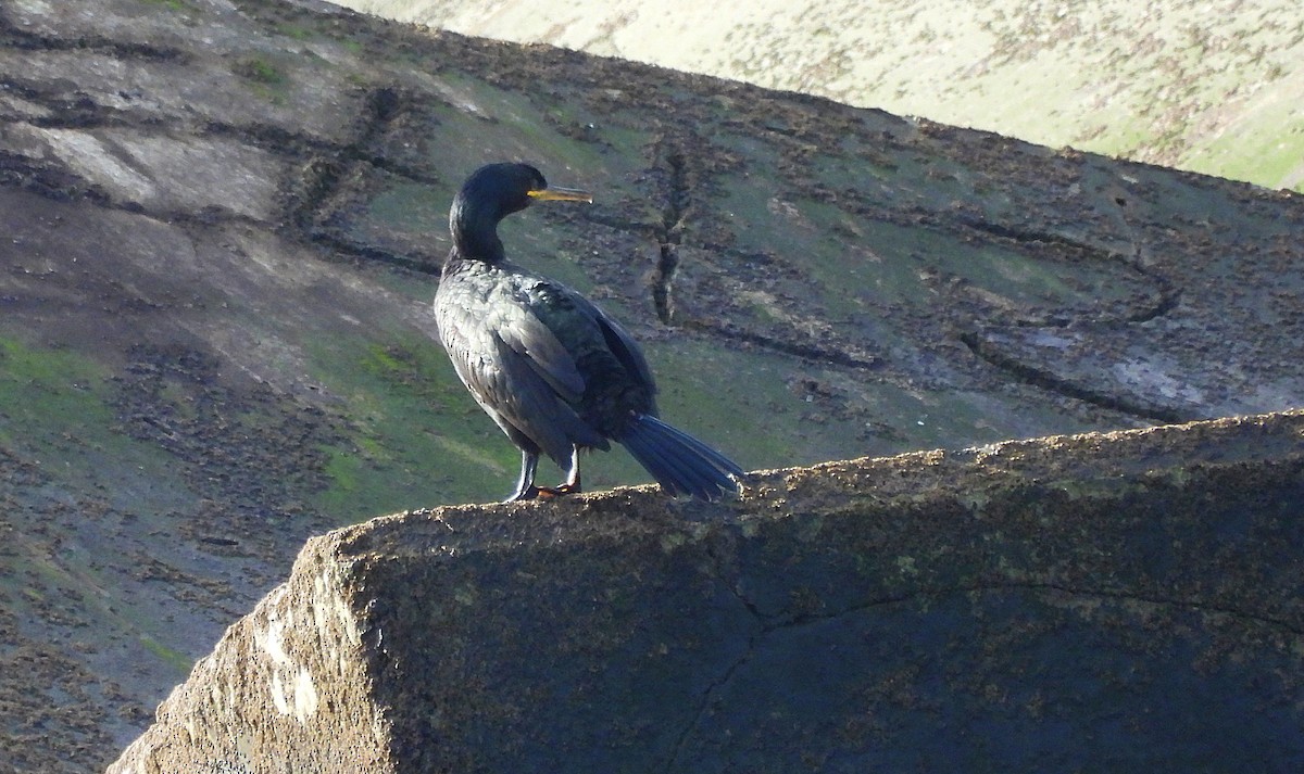 Tepeli Karabatak - ML646523956