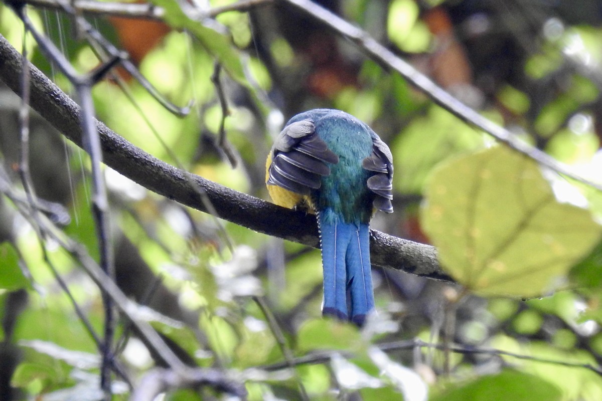 Graceful Black-throated Trogon - ML646523958