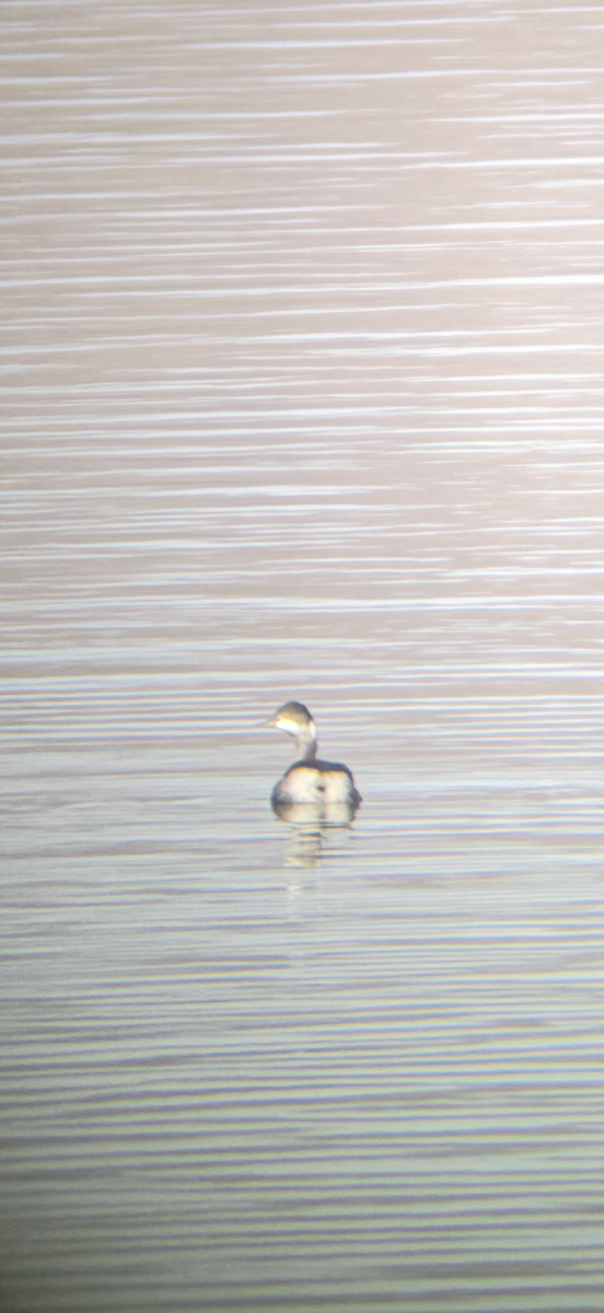 角鸊鷉 - ML646523959