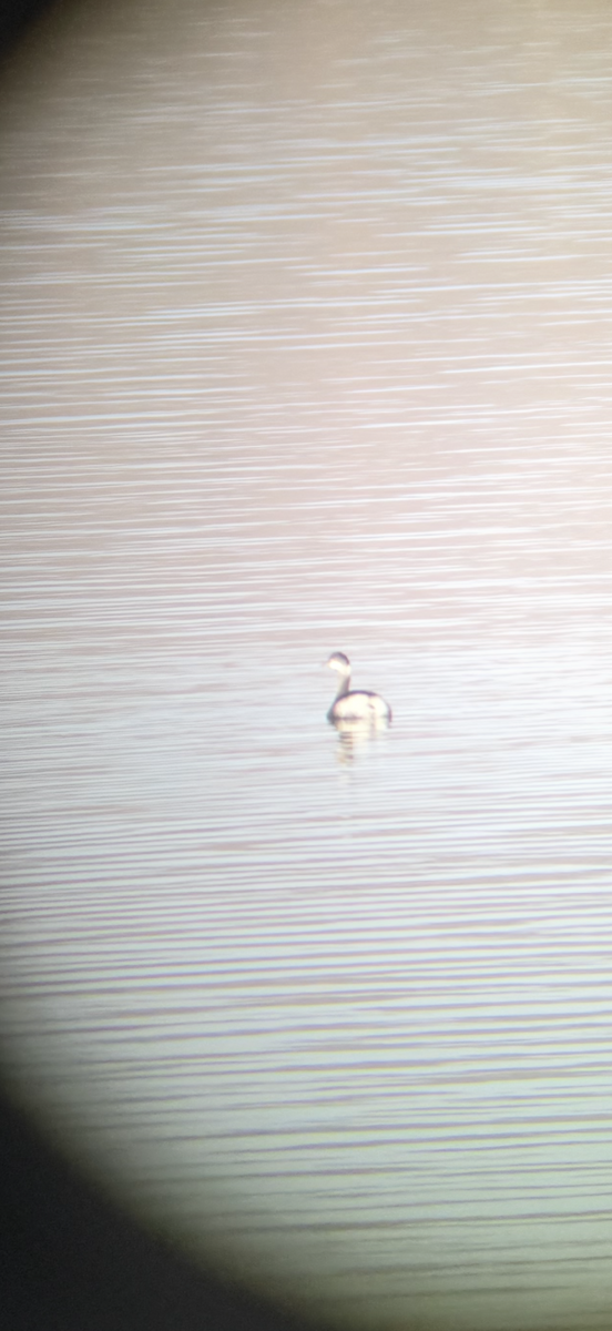 角鸊鷉 - ML646523960