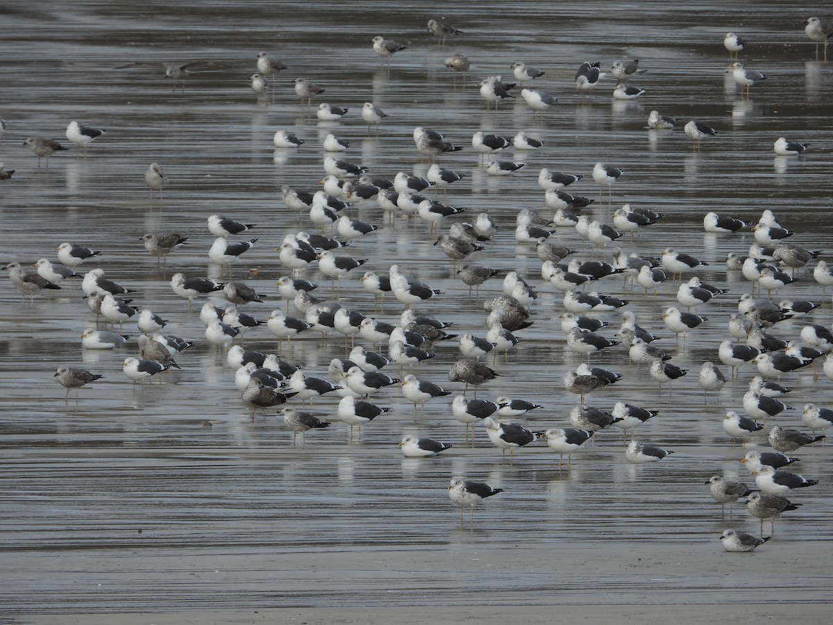 Lesser Black-backed Gull - ML646523961