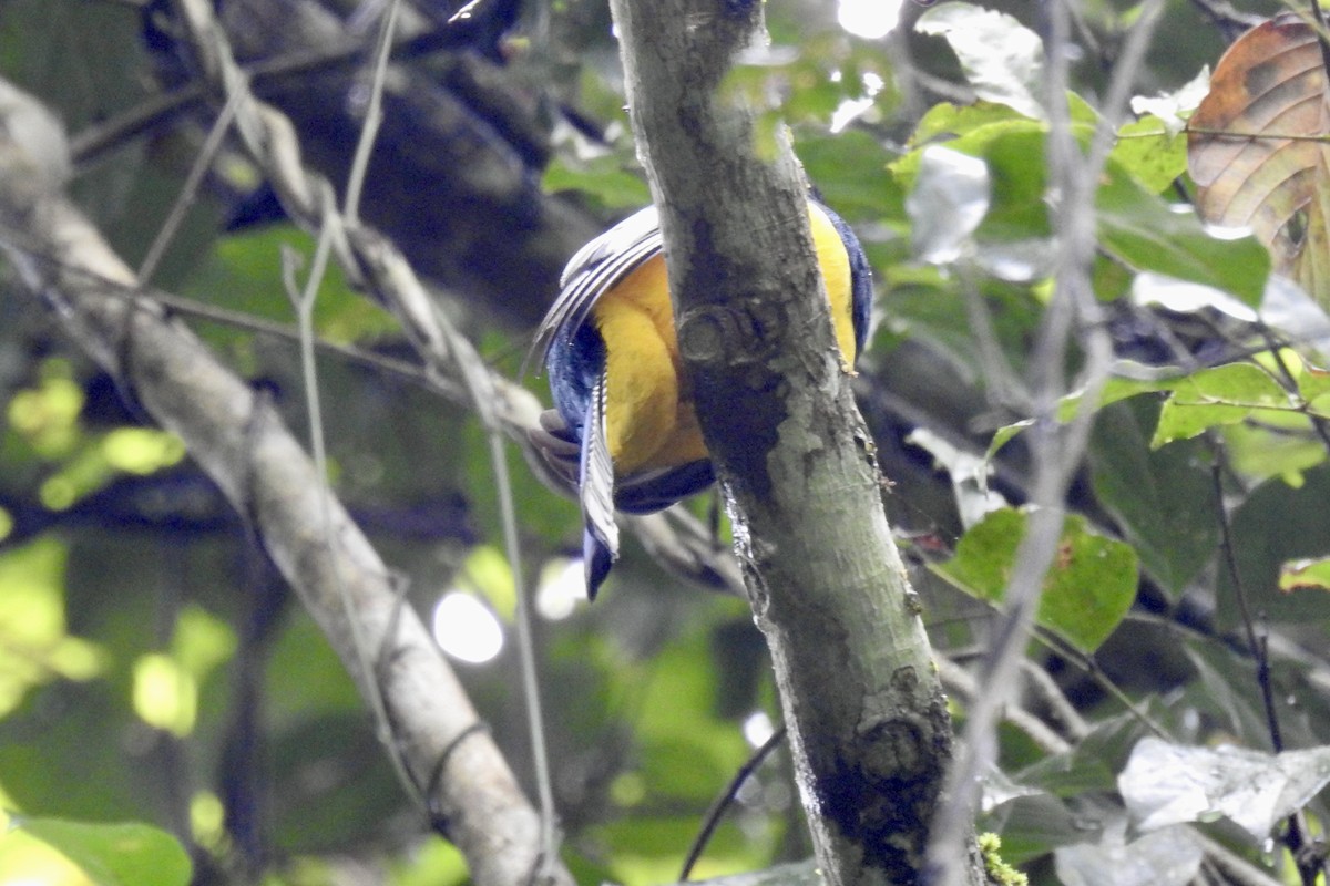 Graceful Black-throated Trogon - ML646523963