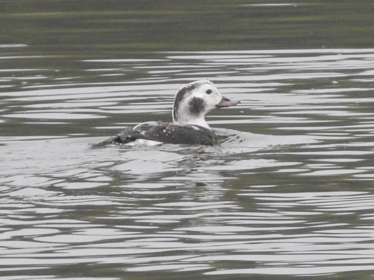 Long-tailed Duck - ML646523964