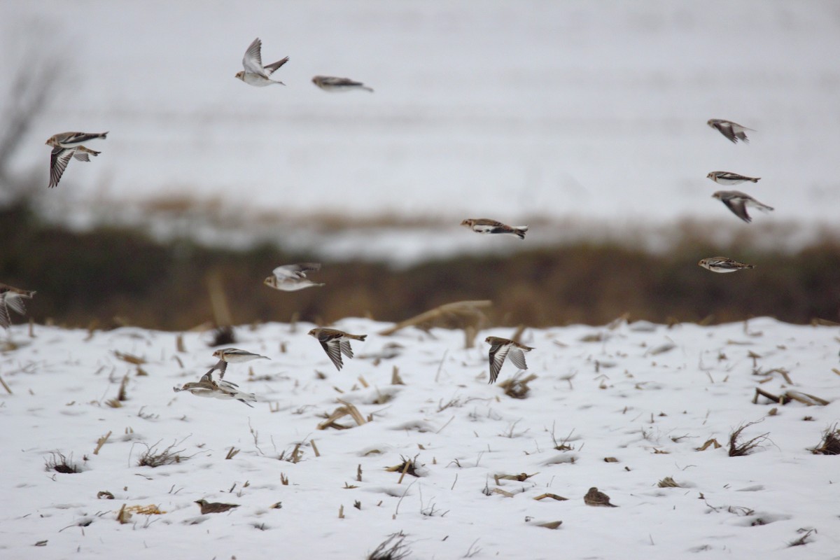 Snow Bunting - ML646523965
