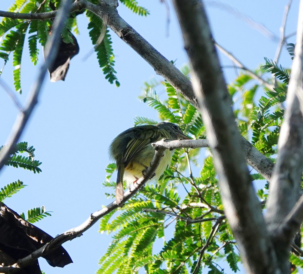 Yellow-olive Flatbill - ML646523966