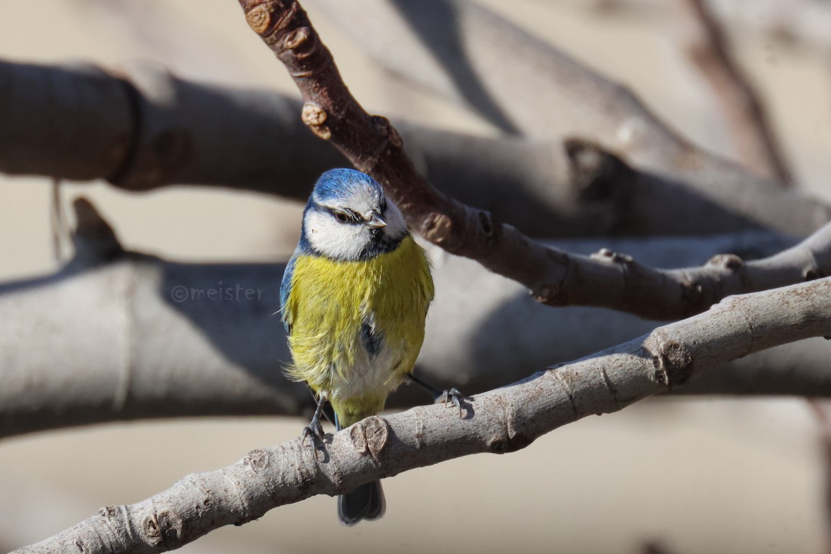 Eurasian Blue Tit - ML646523967