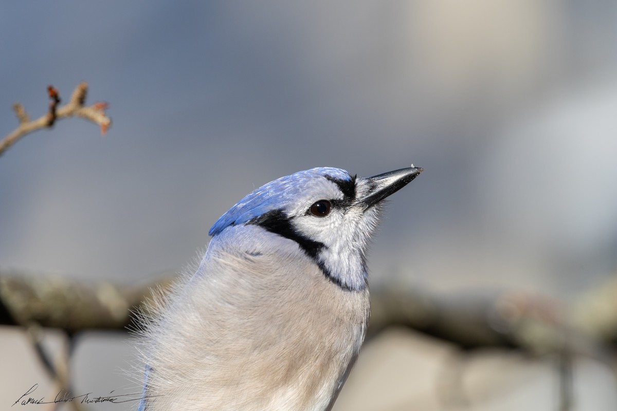 Blue Jay - ML646523970