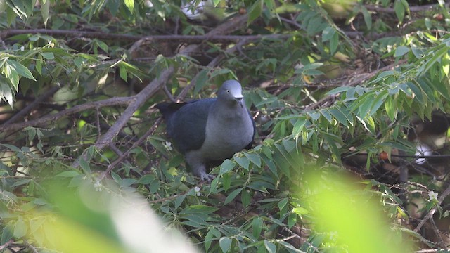 Nuku Hiva Imperial-Pigeon - ML646523972