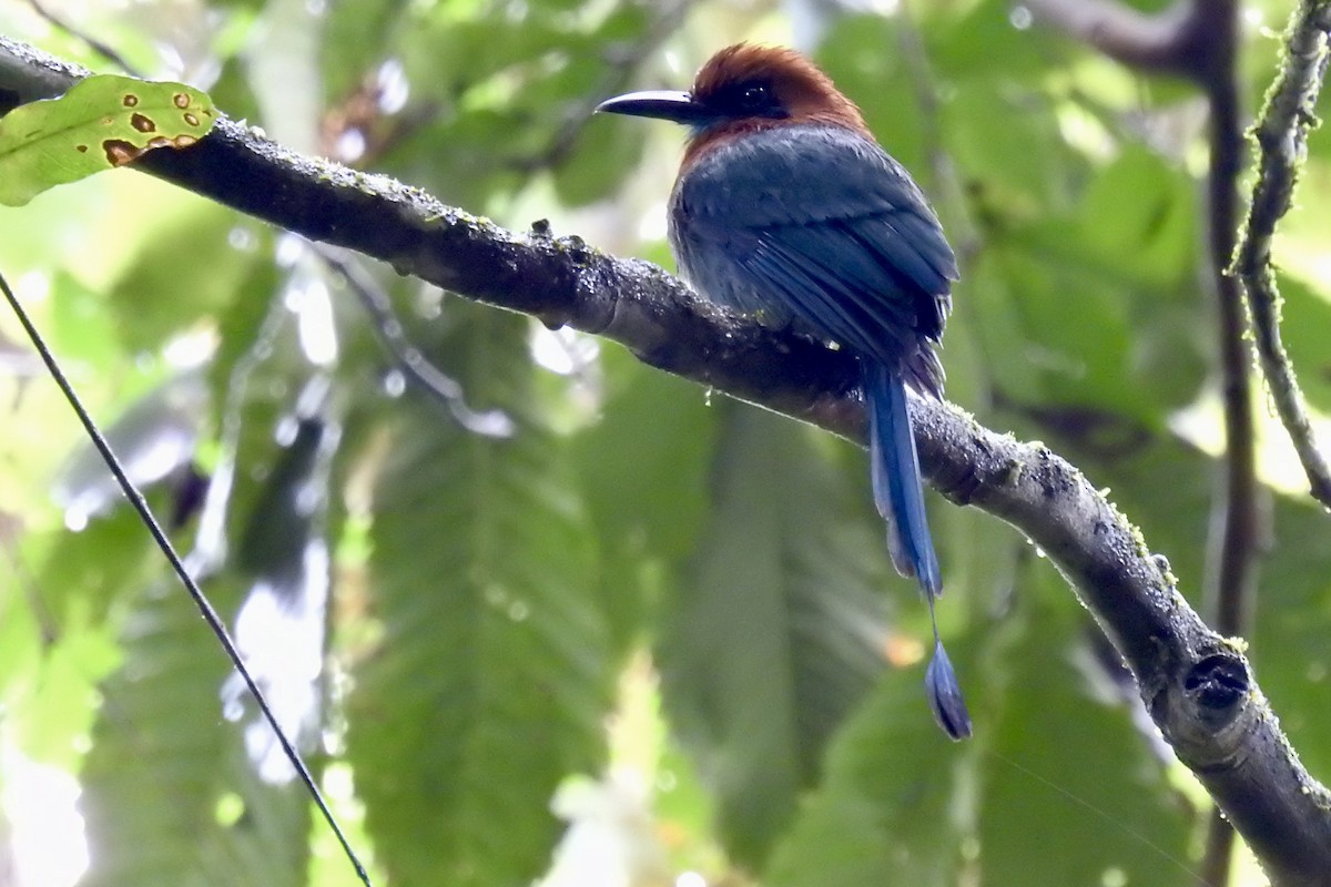 Broad-billed Motmot - ML646523973
