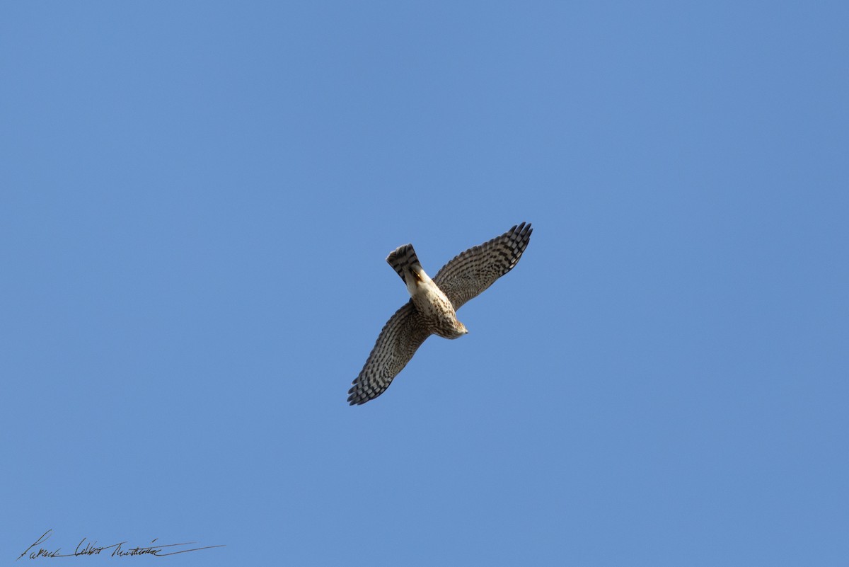 Cooper's Hawk - ML646523984