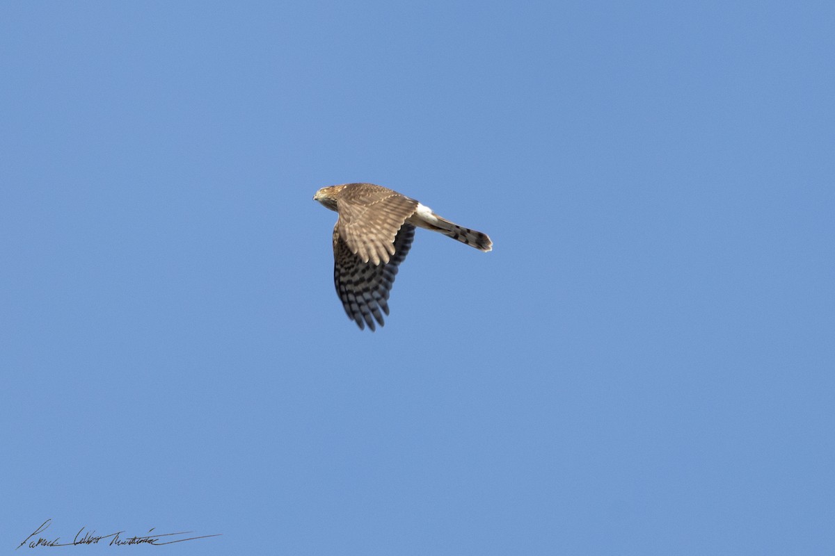 Cooper's Hawk - ML646523985