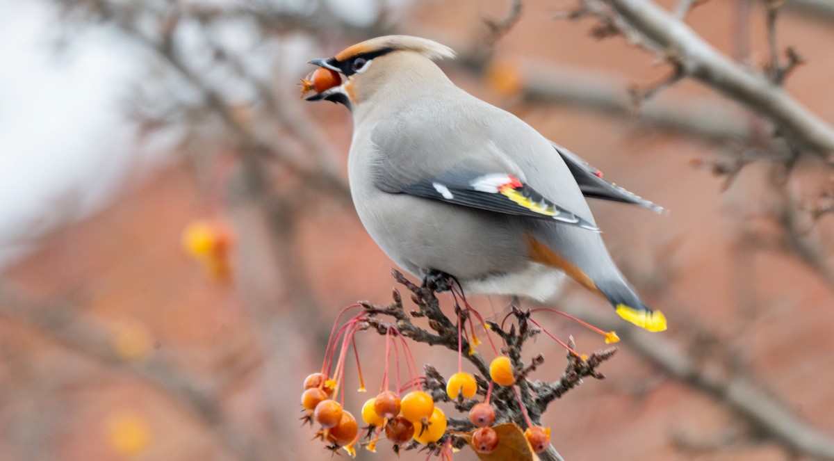 Bohemian Waxwing - ML646523986